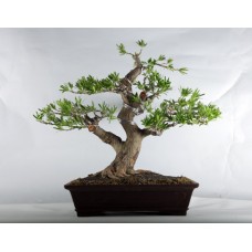 Lohansung (Podocarpus sp)